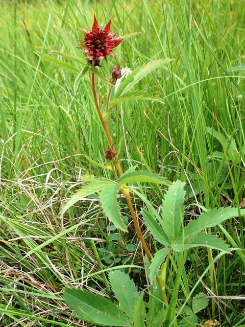 Potentilla palustris / Cinquefoglia delle paludi